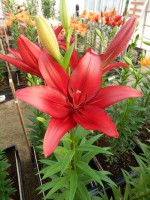 [5103 Paterno VH No02.JPG]